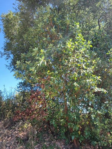 iNaturalist observation photo of Pacific madrone