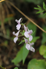 Brownleea coerulea
