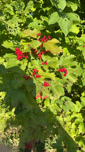 guelder-rose