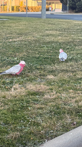 Galah