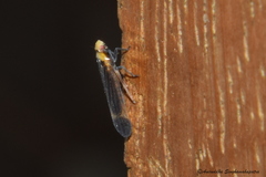 Cixioidea