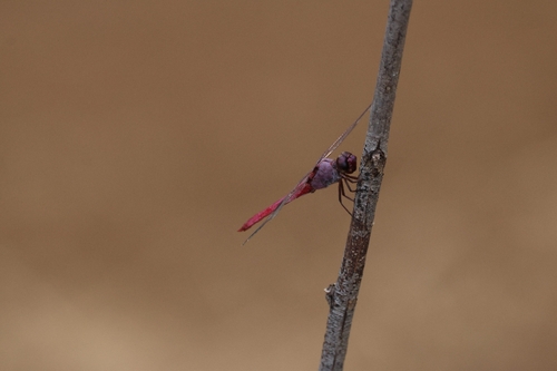 Rosaceae, 2026-08-13