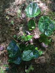 Hexastylis shuttleworthii