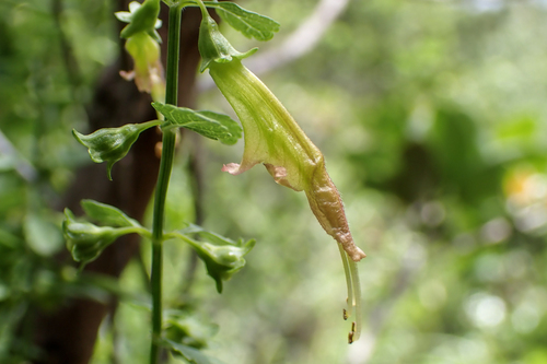 Stenogyne microphylla observed 2026-08-12