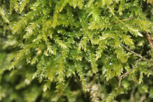 Heterocladium