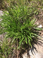 Helianthus longifolius