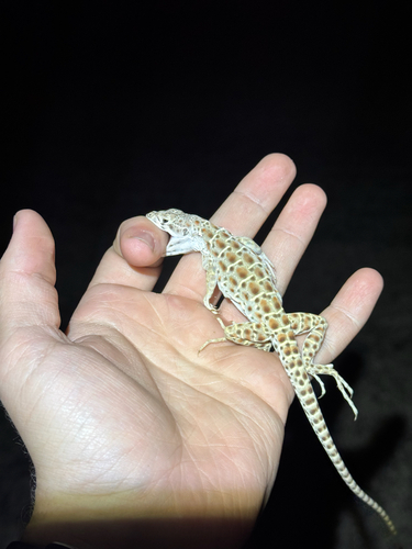 Long-nosed Leopard Lizard