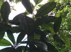 Mespilodaphne macrophylla