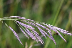 Bromopsis