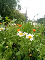 Leucanthemum vulgare