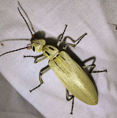 Neck-lined Blister Beetle