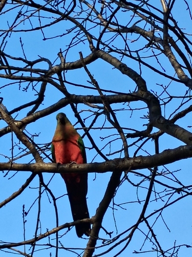 Australian King Parrot