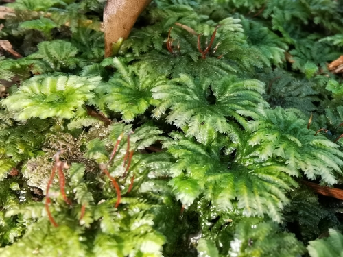 Hypopterygium tamarisci observed 2026-08-14