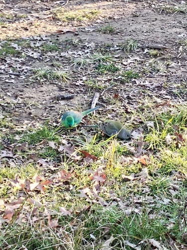 Red-rumped Parrot