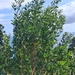 Acacia melanoxylon