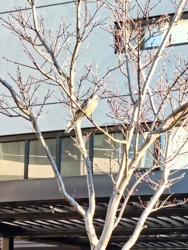 Red Wattlebird