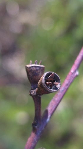 Eucalyptus saligna, photograph 2