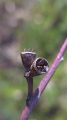 Eucalyptus saligna, photograph (c) Petra Holland, some rights reserved (CC BY)