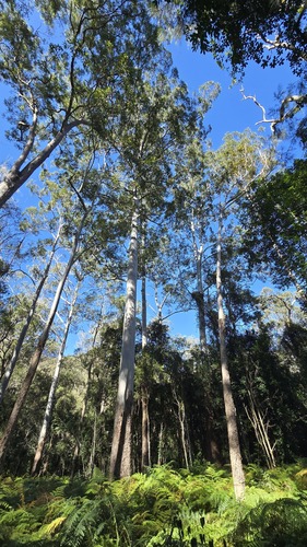 Eucalyptus saligna