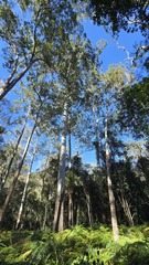 Eucalyptus saligna