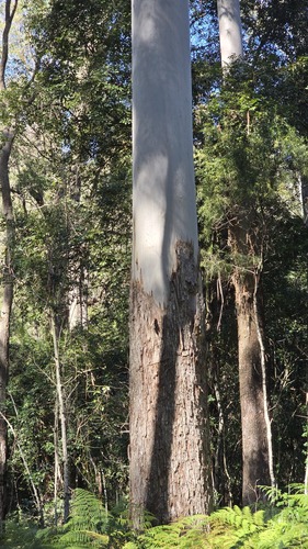Eucalyptus saligna, photograph 3