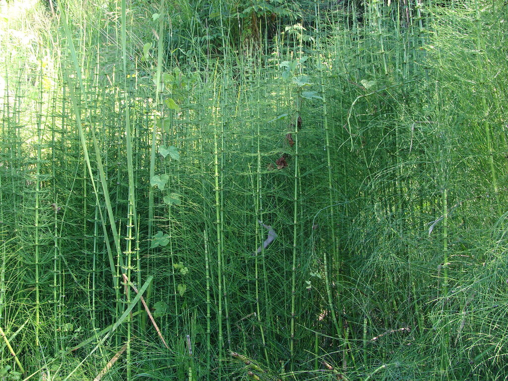 Equisetum myriochaetum; photograph (c) Alexis López Hernández, some rights reserved (CC BY)