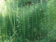 Equisetum myriochaetum