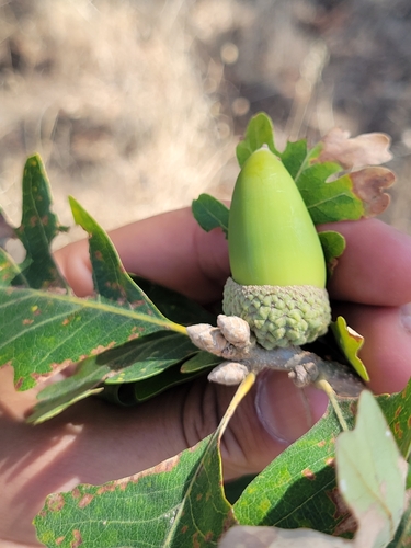 iNaturalist observation photo of Quercus garryana garryana × lobata