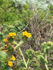 Amsinckia spectabilis