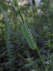 Orthosia cerasi
