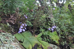 Streptocarpus trabeculatus