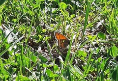 Coenonympha pamphilus