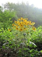 Rudbeckia hirta: origen y usos — foto 2