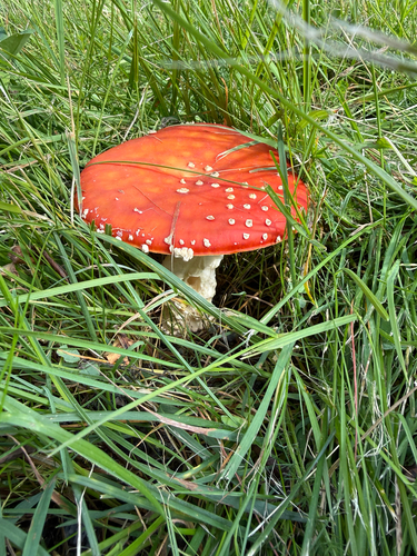 Fly Agaric