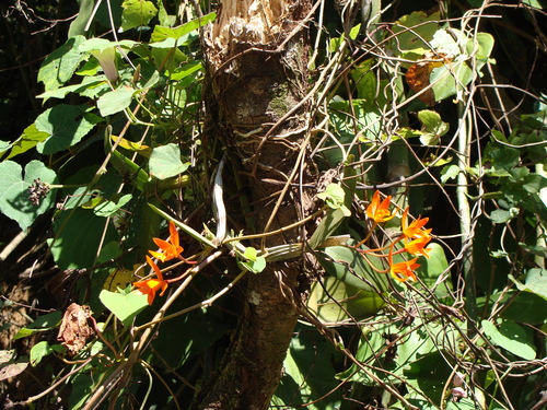 Guarianthe aurantiaca, photograph 4