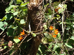 Guarianthe aurantiaca, photograph (c) Alexis López Hernández, some rights reserved (CC BY)