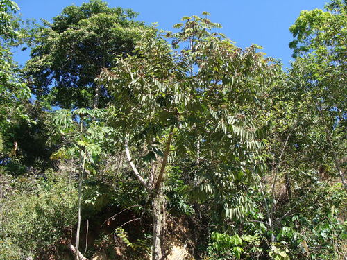 Trichospermum mexicanum, photograph 2
