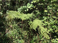 Cyathea costaricensis