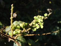 Gouania lupuloides, photograph (c) Alexis López Hernández, some rights reserved (CC BY)