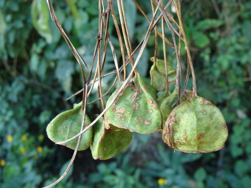 Bomarea edulis, photograph 1