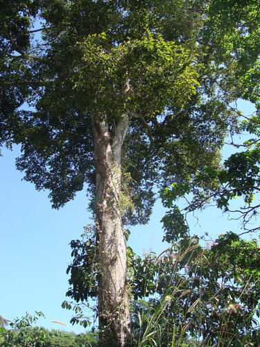 Brosimum alicastrum, photograph 1