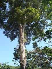 Brosimum alicastrum, photograph (c) Alexis López Hernández, some rights reserved (CC BY)