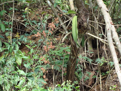 Trichocentrum luridum, photograph 1
