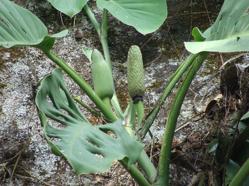 Monstera acuminata, photograph 5