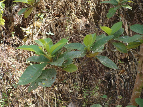 Clethra mexicana