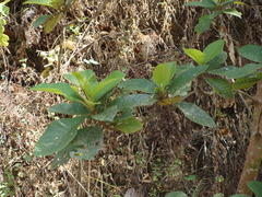 Clethra mexicana