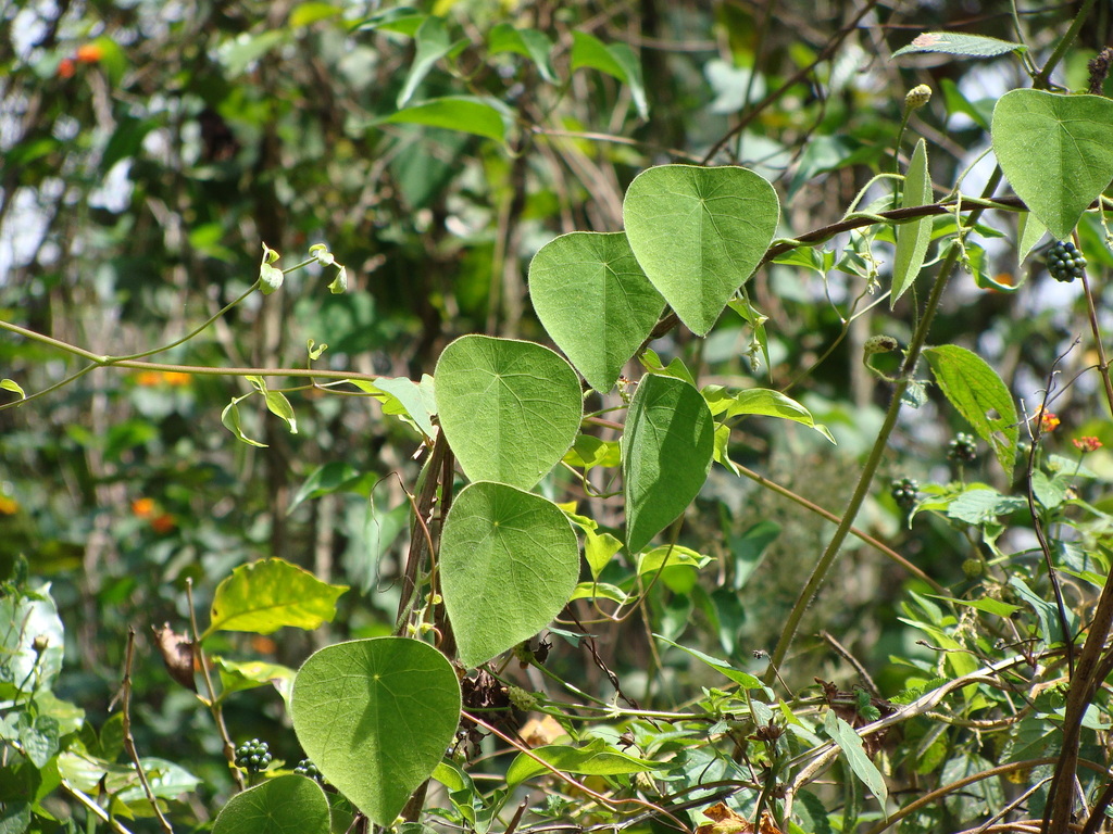 Cissampelos pareira; photograph (c) Alexis López Hernández, some rights reserved (CC BY)