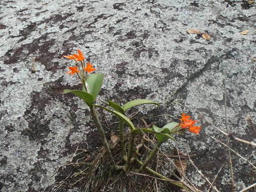 Guarianthe aurantiaca, photograph 2