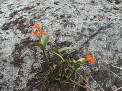 Guarianthe aurantiaca, photograph (c) Alexis López Hernández, some rights reserved (CC BY)