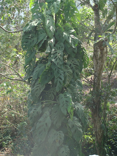 Monstera acuminata, photograph 4